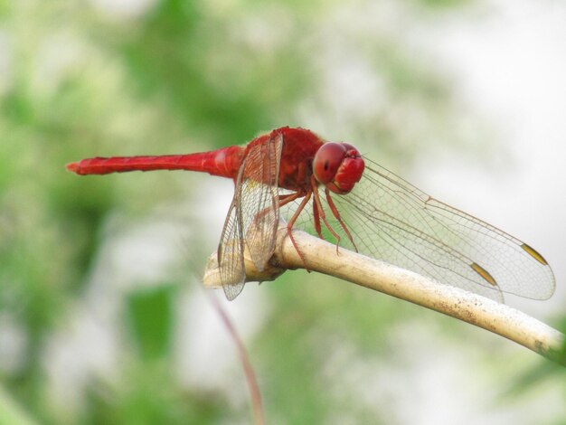 Foto primer plano de la libélula en flor