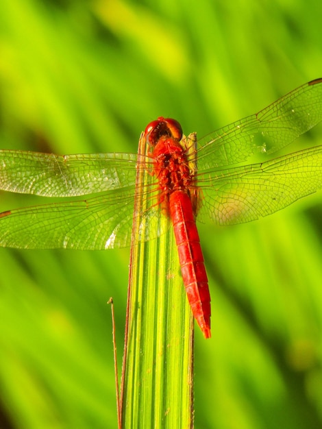 Foto primer plano de la libélula en la planta