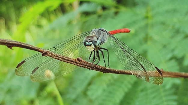Primer plano de la libélula en una ramita