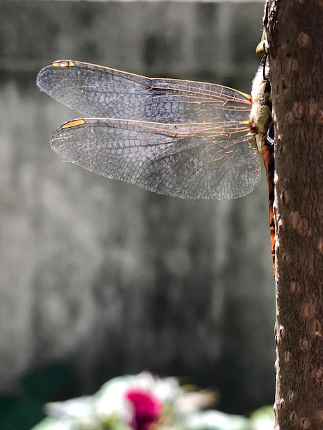 Foto primer plano de la libélula en el tronco de un árbol