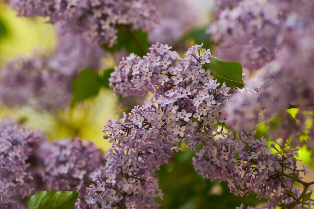 Primer plano de lila La inflorescencia de las flores de color púrpura lila primer plano