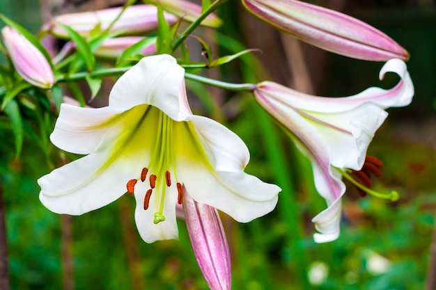 Primer plano de Lilium blanco