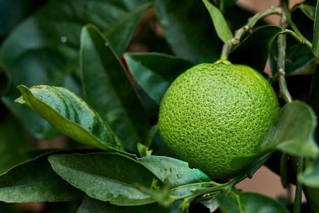 Primer plano de una lima verde que crece en un árbol en un jardín Acérquese a un cítrico texturizado en una rama con patrones frondosos en un tranquilo patio trasero Agricultura sostenible en una granja orgánica en el campo