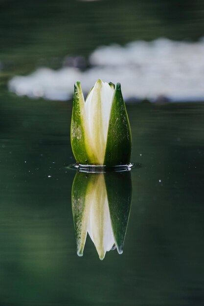 Foto primer plano de un limón en un lago