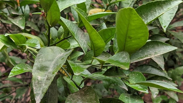 Un primer plano de un limonero con hojas verdes