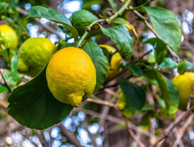 Primer plano de limones en el árbol