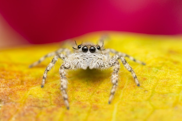 Primer plano de una linda araña saltadora