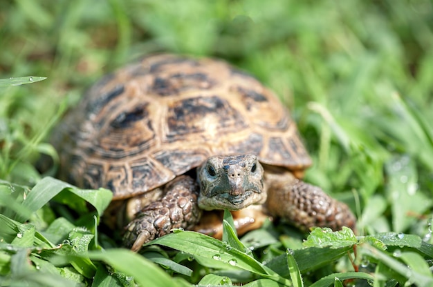 Primer plano de una linda tortuga en un día soleado en la hierba