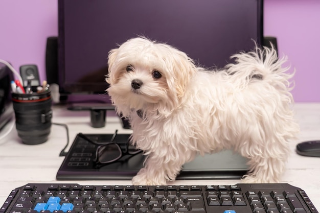 Primer plano de un lindo cachorro blanco parado en un escritorio de computadora