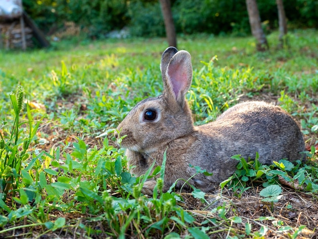 Primer plano de un lindo conejito deseando en la hierba en verano Enfoque selectivo de foto vertical de mascota linda