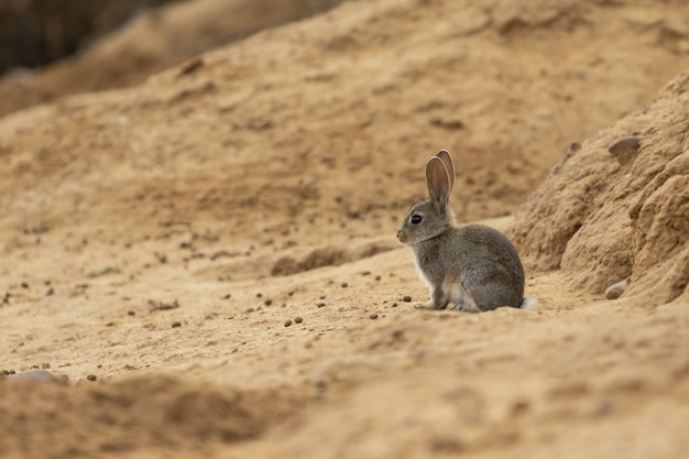 Primer plano de un lindo conejo gris salvaje en el suelo arenoso fuera de la cueva