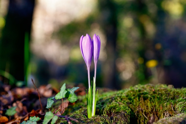 Primer plano de un lindo Crocus Vernus bajo la luz del sol