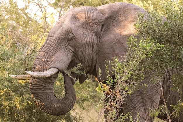 Primer plano de un lindo elefante en safari