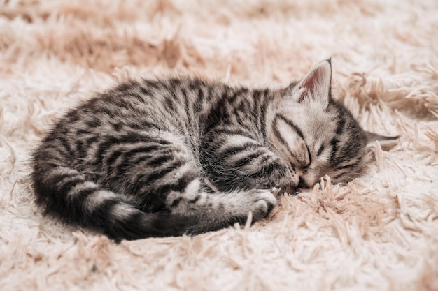 Primer plano de un lindo gatito rayado durmiendo en una manta esponjosa Linda cara esponjosa