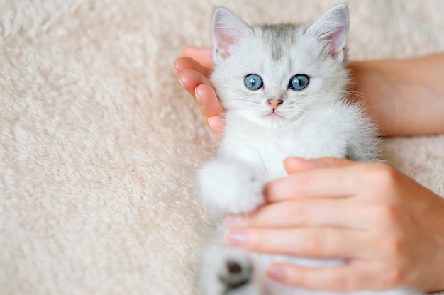 Primer plano de un lindo gatito