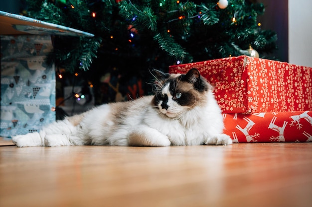 Primer plano de un lindo gato acostado bajo el árbol de Navidad