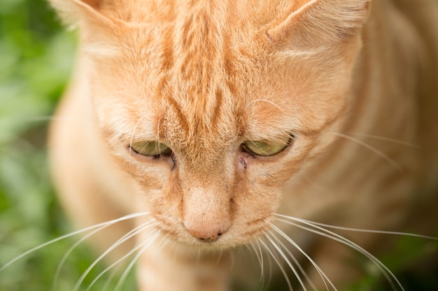 Primer plano de lindo gato amarillo permanecer en el exterior