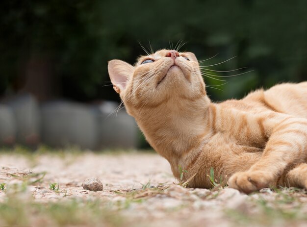 Primer plano de lindo gato amarillo permanecer en el piso.