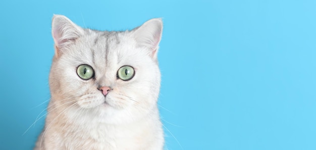 Primer plano de un lindo gato británico blanco sobre un fondo ancho azul