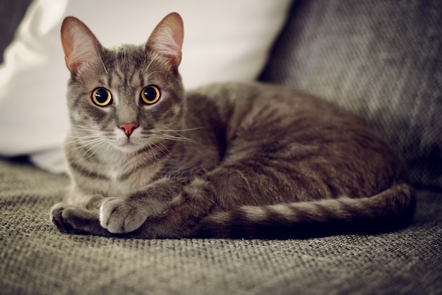 Primer plano de un lindo gato doméstico acostado en el sofá con un fondo borroso