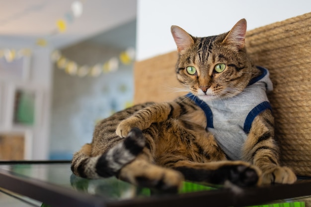 Primer plano de un lindo gato doméstico felis catus relajante interior en casa sentado en la mesa.