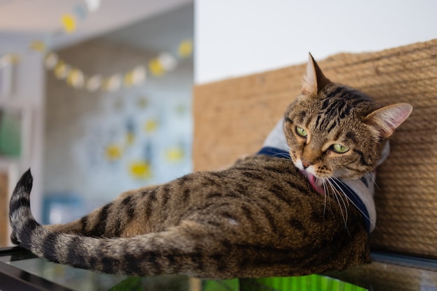 Primer plano de un lindo gato doméstico felis catus relajante interior en casa sentado en la mesa.