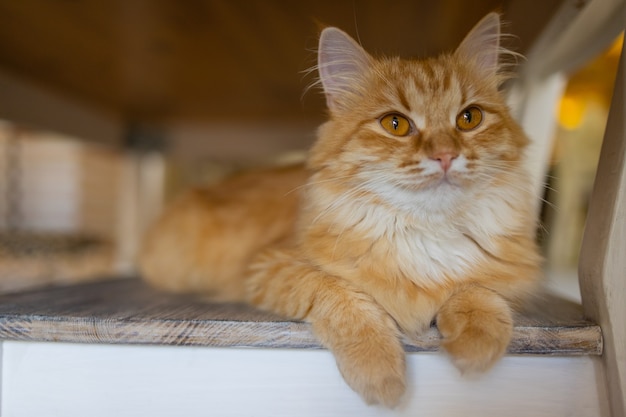 Primer plano de un lindo gato doméstico felis catus relajante interior en casa sentado en la mesa.