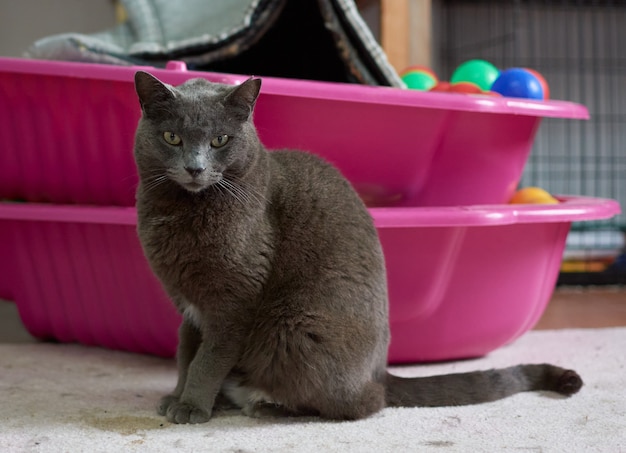 Un primer plano de un lindo gato esponjoso mirando con sus ojos verdes