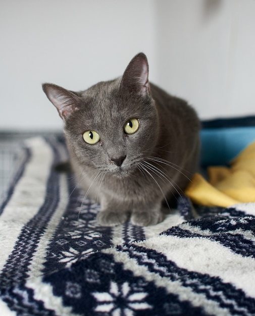 Un primer plano de un lindo gato gris con ojos verdes brillantes