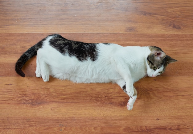 Un primer plano de un lindo gato mullido tirado en el suelo