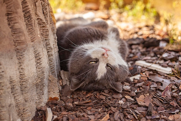 Primer plano de lindo gato panza arriba