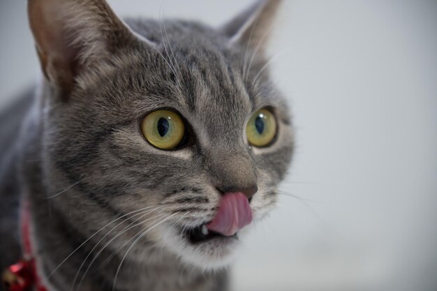 Primer plano de un lindo gato