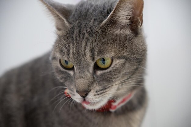 Primer plano de un lindo gato