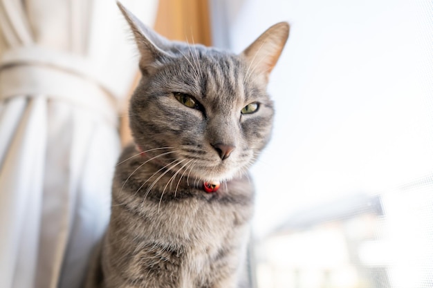 Primer plano de un lindo gato