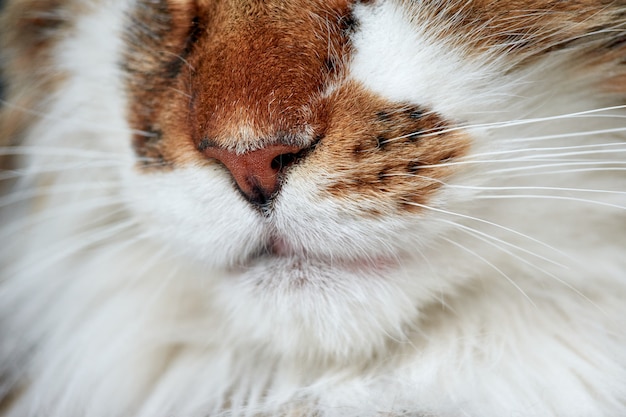 Un primer plano de un lindo gato