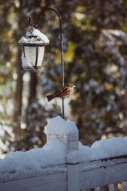 Foto primer plano de un lindo gorrión en un día de invierno