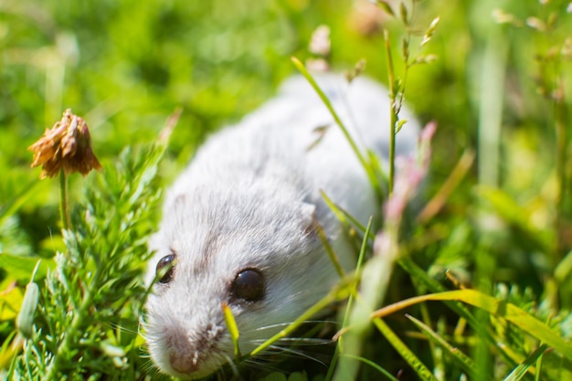 Primer plano lindo hámster gris se sienta en la hierba Animal doméstico en la naturaleza Animal en el césped verde El concepto de mascotas Fuerte fondo borroso