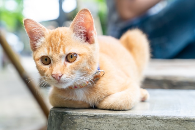 primer plano, lindo, naranja, bebé gato