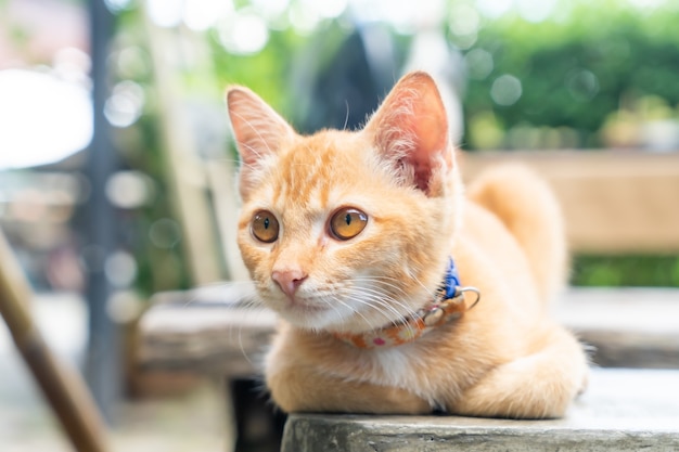 primer plano, lindo, naranja, bebé gato