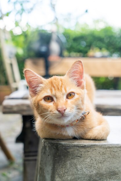 primer plano, lindo, naranja, bebé gato