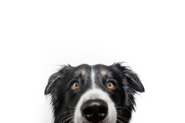 Foto primer plano lindo y ocultar perro border collie mirando a la cámara asomándose aislado sobre fondo blanco.