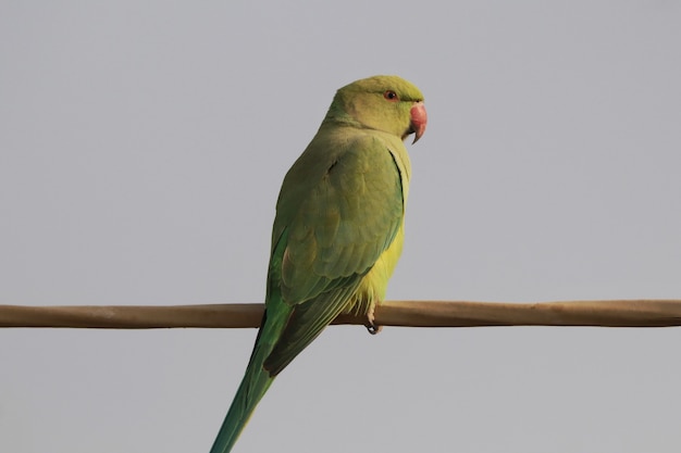 Primer plano de un lindo periquito de cuello anillado indio o loro verde encaramado sobre un cable contra un cielo azul