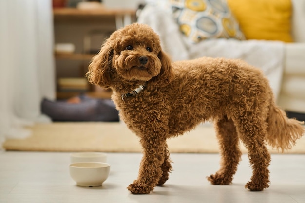 Primer plano de un lindo perrito con piel rizada comiendo comida del tazón en la habitación