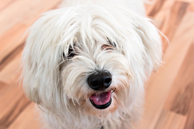 Primer plano de un lindo perro Bichon Maltes blanco en el parquet de la casa.