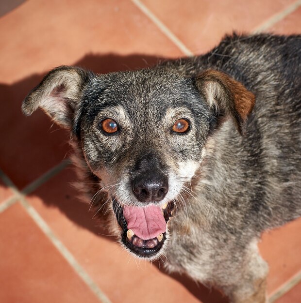 Un primer plano de un lindo perro mixto blue heeler durante el día