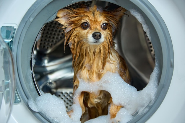Primer plano de un lindo perro rojo que fue lavado en la lavadora Spitz alemán puro después de los tratamientos con agua