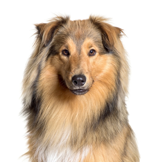 Primer plano de un lindo perro Sheltie