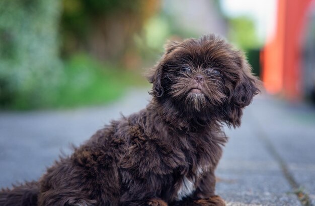 Primer plano de un lindo perro Shih-Poo