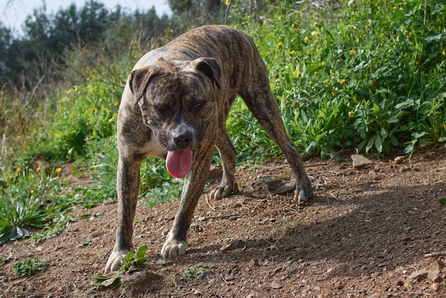 Un primer plano de un lindo y poderoso perro Cimarron Uruguayo (Perro cimarron uruguayo)