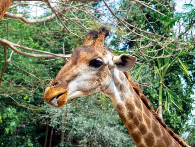 Primer plano de un lindo retrato de jirafa, cara y lengua sobre fondo de hojas verdes en el zoológico.